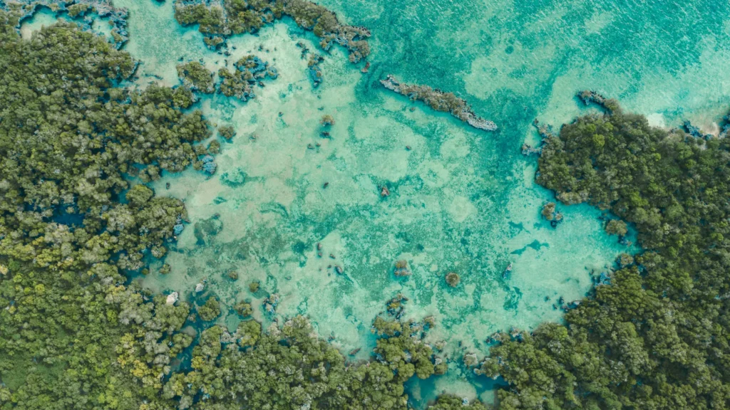 Mangroves in Zanzibar, Mjini Magharibi Region, Tanzania